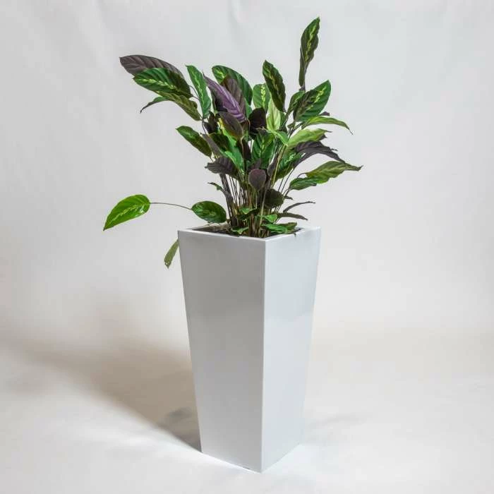 90cm White Gloss Polystone Tall Flared Planter