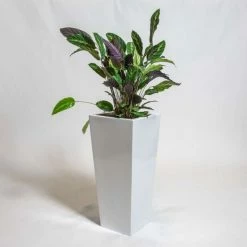 75cm White Gloss Polystone Tall Flared Planter